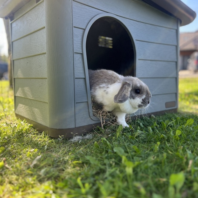 Duvoplus Tierhaus Pepita Eco – Bild 2