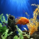 Aquarien