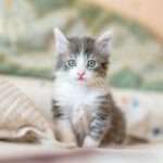 Katzen
