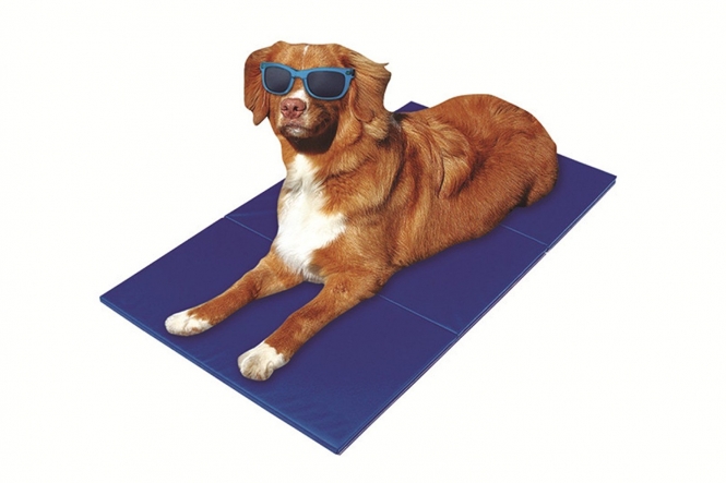 Pet