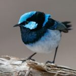 Vögel